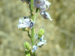 Delphinium hansenii