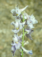 Delphinium hansenii
