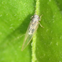 Bactericera cockerelli