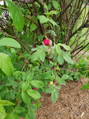 Rosa rugosa