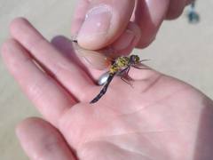 Leucorrhinia glacialis