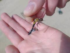 Leucorrhinia glacialis