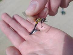 Leucorrhinia glacialis