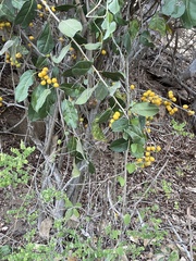 Hyperbaena ilicifolia