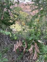 Hyperbaena ilicifolia