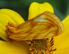 Cirrhophanus triangulifer