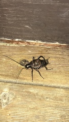 Cyphoderris