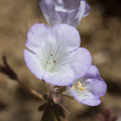 Phacelia douglasii