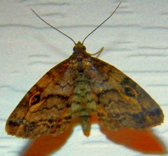 Melanomma auricinctaria