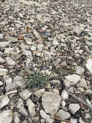 Erigeron argentatus