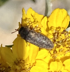 Anambodera