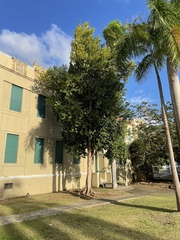 Pimenta racemosa grisea