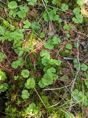 Ranunculus lapponicus