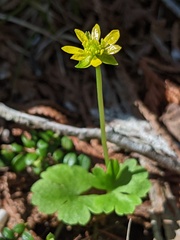 Ranunculus lapponicus