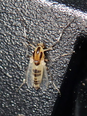 Cricotopus sylvestris