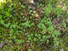Ranunculus lapponicus