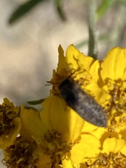Anambodera