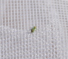 Coniatus splendidulus