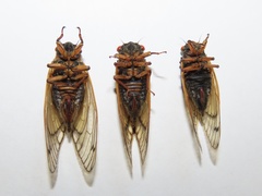 Magicicada septendecula