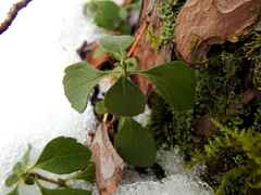 Linnaea borealis longiflora