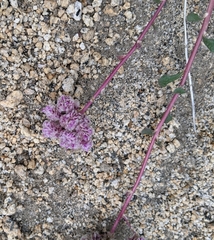 Calyptridium monospermum
