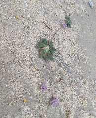 Calyptridium monospermum
