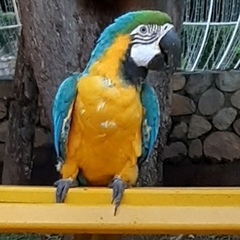 Ara ararauna