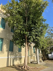 Pimenta racemosa grisea