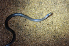 Aparallactus lunulatus