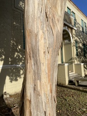 Pimenta racemosa grisea