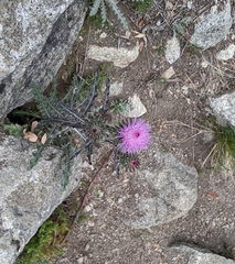 Cirsium andersonii