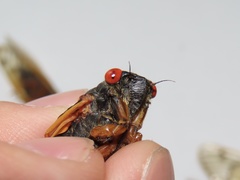 Magicicada septendecula