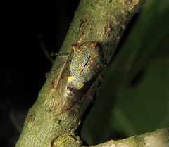 Platycotis vittata