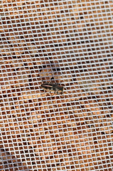 Chrysobothris lateralis