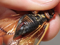 Magicicada septendecula