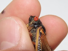 Magicicada septendecula