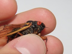 Magicicada septendecula