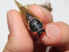 Magicicada septendecula