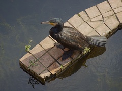 Phalacrocorax carbo