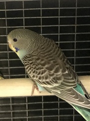 Melopsittacus