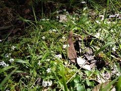 Lobelia pedunculata