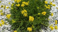 Lomatium torreyi