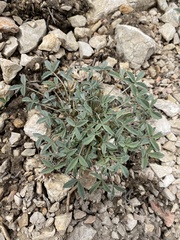 Trifolium gymnocarpon