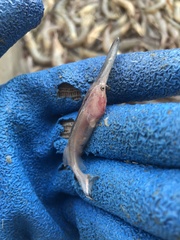 Polyodon spathula