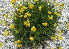 Lomatium torreyi