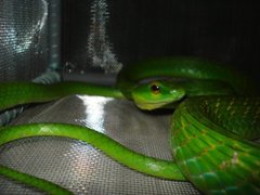 Leptophis ahaetulla