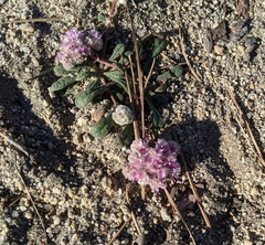 Calyptridium monospermum