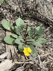 Viola vallicola