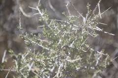 Coleogyne ramosissima