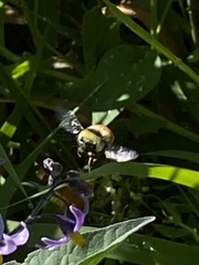 Bombus rufocinctus